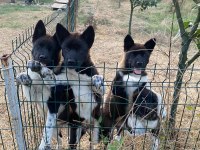 Orjinal Amerikan Akita Yavrular