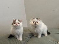 Van desen exotic shorthair yavrular