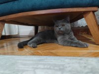 British shorthair 9 aylık