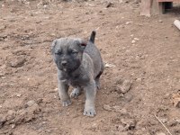 Orjinal saf kangal yavru