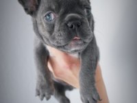 Blue egzotik French Bulldog