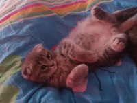 Yavru scottish fold 2 aylık