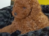 Biblo kızıl toy poodle