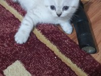 Minik british shorthair patiler
