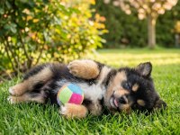 Pomeranian köpeği
