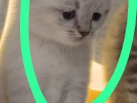Scottish fold 3 aylık