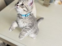 3 aylık british shorthair yavru