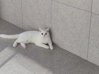 Beyaz British Shorthair