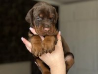 Doberman Yavrularımız