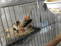 Hazır eşli yavrulu çift kanarya