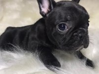 A+ Kalite FRENCH BULLDOG yavrularımız