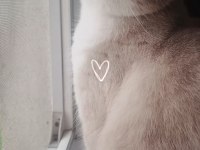 British shorthair dişi kedimiz