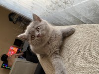 British shorthair Yavrularımız
