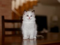 Asaletli Ragdoll 