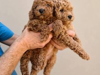 Toy Poodle Irk Garantili Yavrular