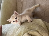 Son kalan safkan british shorthair bebekler