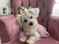 İlk defa köpek bakacaksanız tam size göre