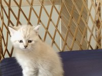 Show kalite British Shorthair
