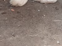 2 Adet Genç Ligorin Horoz
