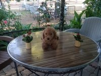 Toy poodle yavruları