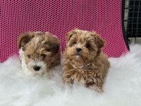 Petmode köpek çiftliğinden tea cup morkie