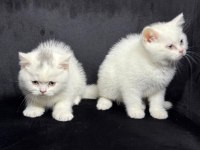 Ayı surat british shorthair yavrular