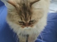 RAGDOLL İLE BRİTİSH KIRMASI PAMUK KEDİM