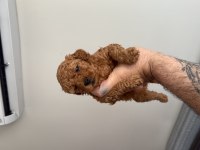 Yasal çiftlikten toy poodle