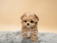 Maltipoo yavrularımız