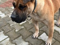 5 yaşında sakin kısır dişi çipli presa canario