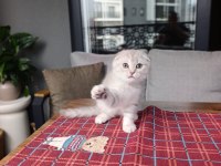 Güzeller Güzeli Scottısh Fold Yavrularım