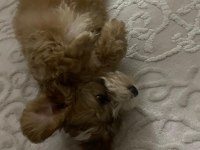 Morkie cinsi Cokie yavrumuzu sahiplendiriyoruz