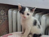 Yavru Kedilerimi Ücretsiz Sahiplendiriyorum
