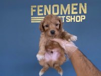 MALTESE YAVRULAR MALTİPO VE TOY POODLE YAVRULAR ANKARA