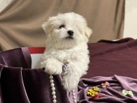 Orjinal Maltese Terrier Yavrularımız Dişi Ve Erkek