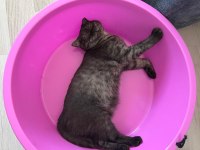 6 Aylık safkan Scottish Fold evde üretim