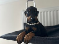 Estetikli Veya Estetiksiz Doberman Bebekleri