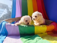 Muhteşem MALTESE terrier yavrularımız