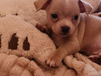 Orijinal elma kafa chihuahua yavruları bir dişi bir erkek