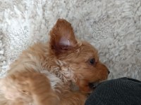 Pufy (maltipoo) kızımız yuvasını arıyor