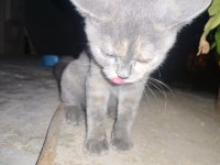 Calico Yavru Kedimiz