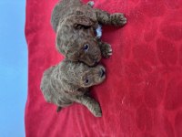 Teacup toy poodle bebeklerim