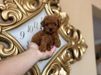 Poodle minikler yeni yuvalarına hazırlar