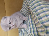 2 aylık dişi çok sağlıklı ve oyuncu scottish fold