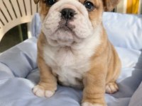 Irk Ve Sağlık Garantili Bulldog Yavrularımız