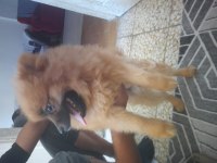 Sahiplenmek isteyenler için pomeranian