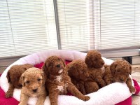 Yavru Toy Poodle