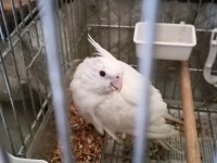 Dişi albino sultan papağanı
