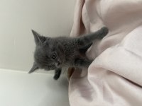 British Shorthair Erkek