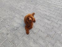 Sağlıklı Toy Poodle 9 Aylık
